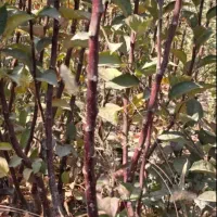 نهال سیب پایه رویشی M7|خدمات باغبانی و درختکاری|اشنویه, |دیوار