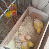 کوتوله زرد مولد با قفس ف یا معاوضه با عروس هلندی