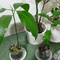 نهال انبه پاکستانی