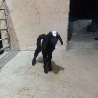 یک عددبره شیری ۱۰روزه فقط تماس