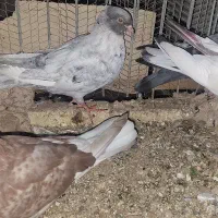۴ عدد کبوتر گرفتنی پر قیچی