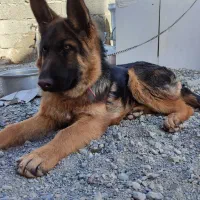 ماده ژرمن اصیل دو ساله