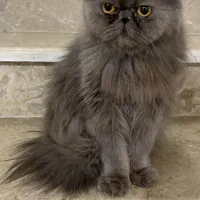 واگذاری گربه مولد پرشین/ اسکاتیش/ هیمالین|گربه|گنبد کاووس, |دیوار