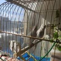 عروس هلندی مولد