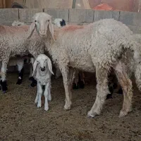 کوسفند وبره