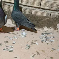 پرنده|پرنده|مشهد, انصار|دیوار