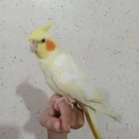 عروس هلندی گمشده لوتینو