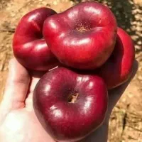 انواع نهال میوه|خدمات باغبانی و درختکاری|کاشمر, |دیوار