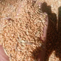 فروش گندم
