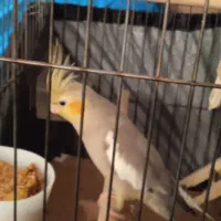 عروس هلندی ماده