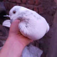 کبوتر گمشده|حیوانات|پارس‌آباد, |دیوار