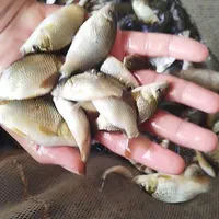 بچه ماهی