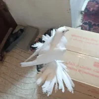 کبوتر تزئینی|پرنده|گوگان, |دیوار