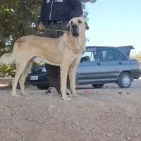 سگ پژدر|سگ|سنندج, |دیوار