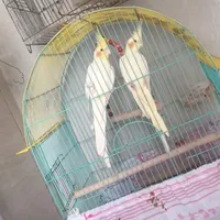 جفت طوطی عروس هلندی|پرنده|آمل, |دیوار