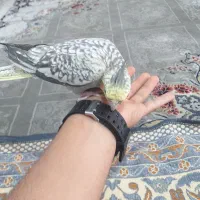 عروس هلندی دستی|پرنده|دامغان, |دیوار