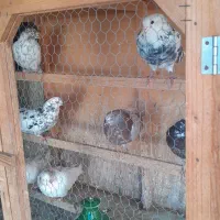 کبوتر|پرنده|بابل, |دیوار