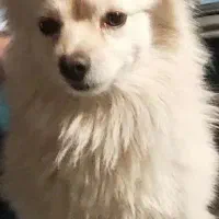 سگ پا کوتاه گم شده در هنرستان (۱۶ آبان جمعه)