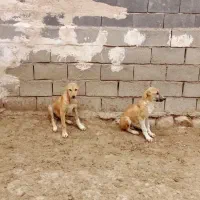 توله سگ سه ماهه قیمت ۱۲ میلیون