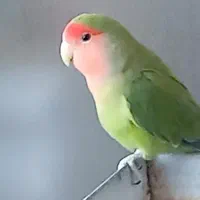 کوتوله فیشر بالغ نر|پرنده|خمینیشهر, |دیوار