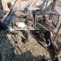 کبوتر غریب گیری یکجایی