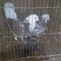 کبوترپرشی|پرنده|قم, شهرک امام حسین|دیوار