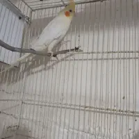 عروس معاوضه با کوتوله قناری|پرنده|مشهد, همت آباد|دیوار