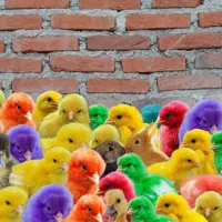 فروش دستگاه جوجه کشی