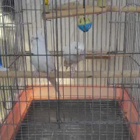 عروس هلندی|پرنده|بندر امام خمینی, |دیوار