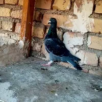 حیوون بوم باجوونه پلاکی همه نر