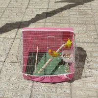 جفت طوطی برزیلی مولد