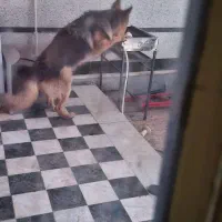 واگذاری سگ ژرمن شپرد