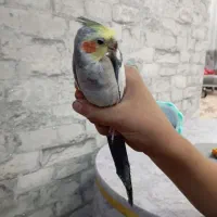عروس هلندی نر