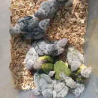 جوجه طوطی گرینچیک سرلاکی تا دونه خور گرین جیک|پرنده|بندرعباس, |دیوار