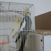 پرنده.عروس هلندی