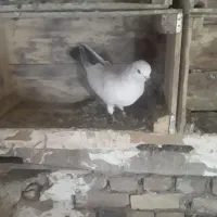 کفتر|پرنده|گیان, |دیوار