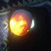 سه عددفسیل بفروش میرسد