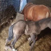 فروش مادیان ۶ سال با کره|اسب و تجهیزات اسبسواری|نورآباد, |دیوار