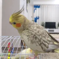 عروس هلندی ۴ماهه مرواریدی