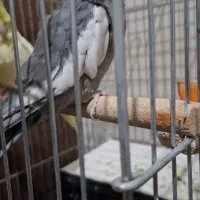 عروس هلندی یک جفت نروماده|پرنده|اصفهان, دستگرده|دیوار