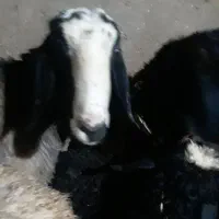 بره قوچ شالی