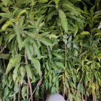 نهال انبه|گل و گیاه طبیعی|قصرقند, |دیوار