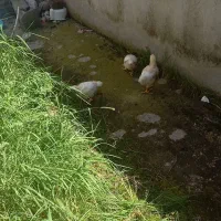 فروش ۳ عدد جوجه گوشتی ۲۰ روزه