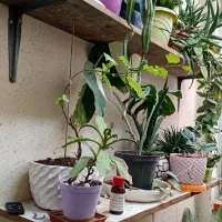 فروش انواع گل های زینتی