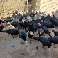 بوقلمون سیاه محلی (عجب شیر)|حیوانات مزرعه|عجب شیر, |دیوار