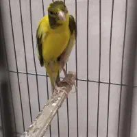 قناری|پرنده|کارون, |دیوار