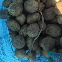 سیب زمینی بذری