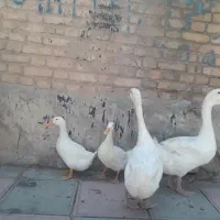 قوغاز و اردک