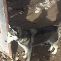 سلام|سگ|مشهد, طرق|دیوار