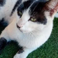 گربه dshتاکسیدو